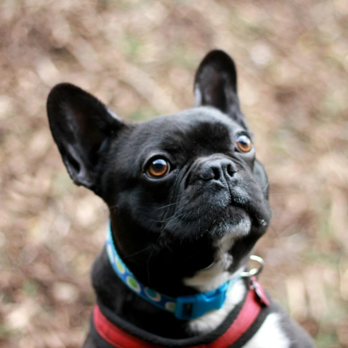 black and white french bulldog with blue and white scarf
